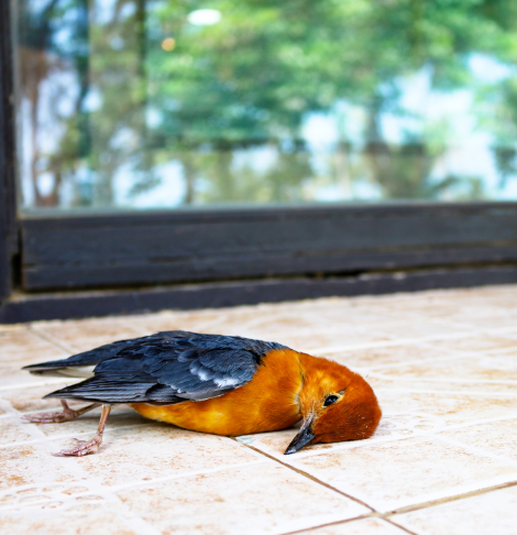 Altona Meadows Dead Animal Removal