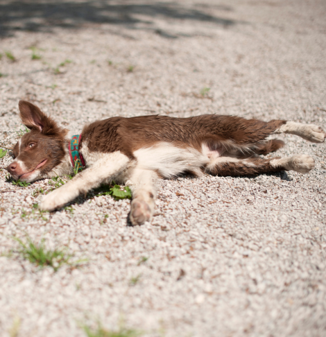 Dead Animal Removal Altona Meadows