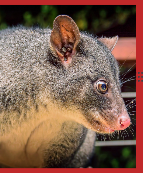 Possum Removal Altona Meadows